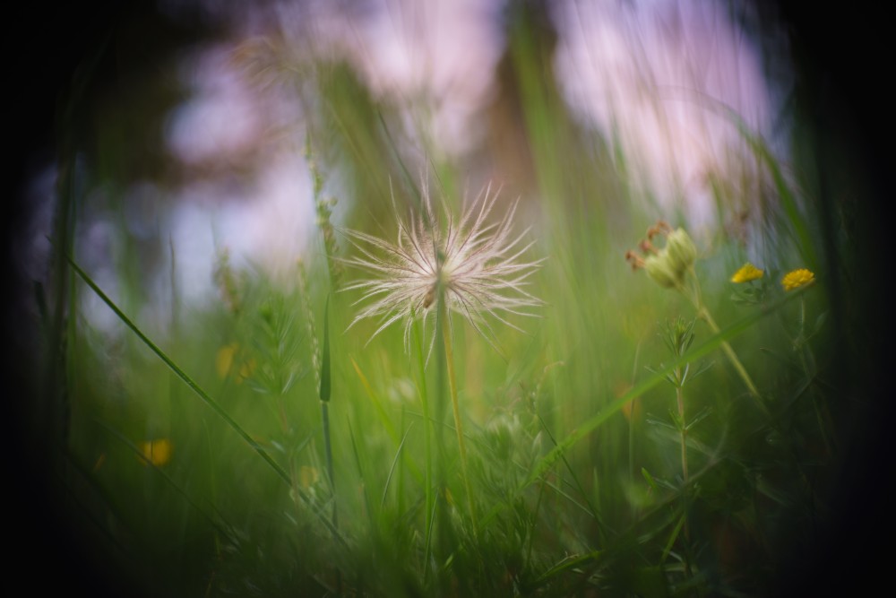 pasqueflower sunset