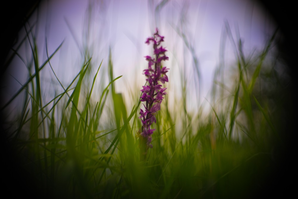 marsh orchid