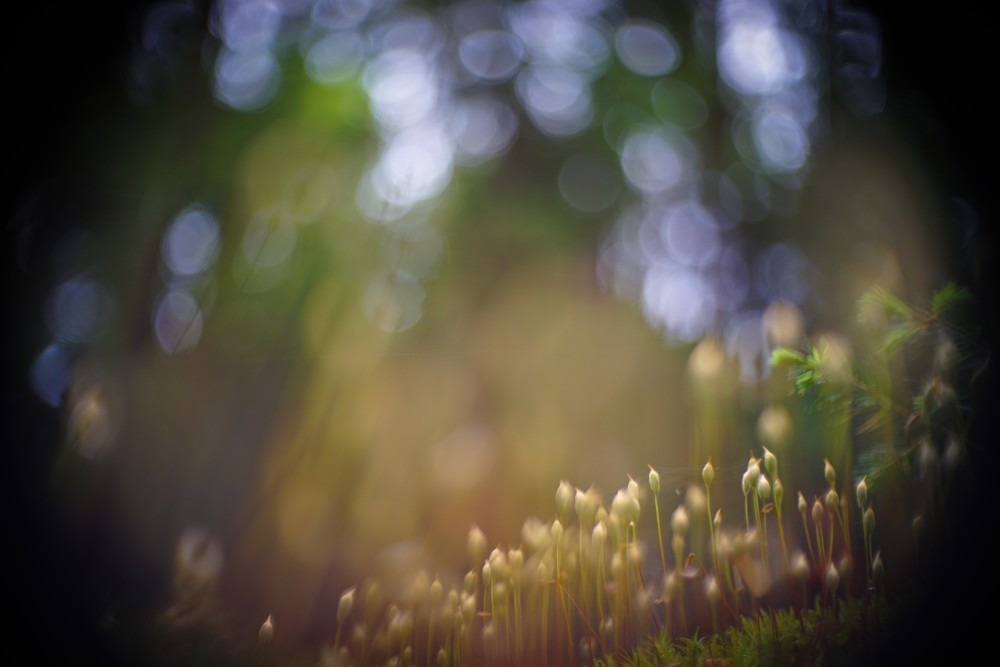 moss
