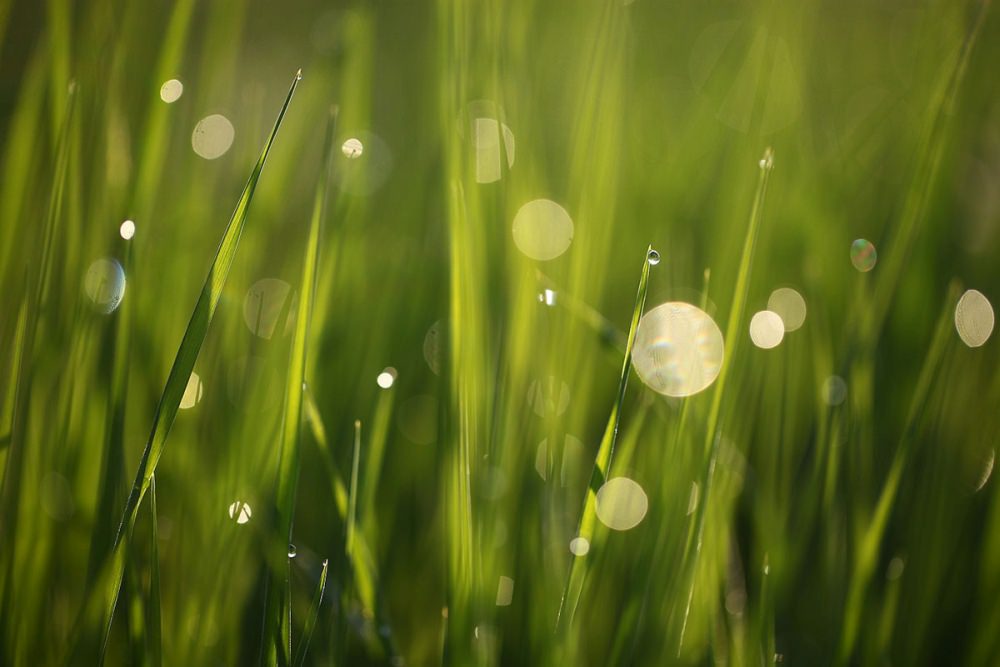 green grass