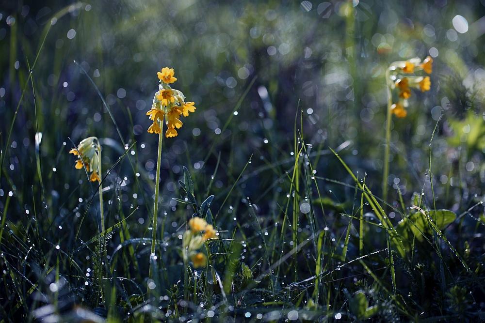 primrose