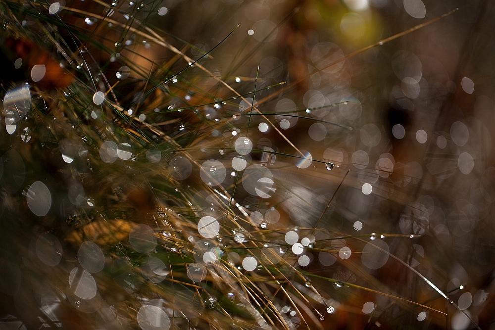 grass autumn
