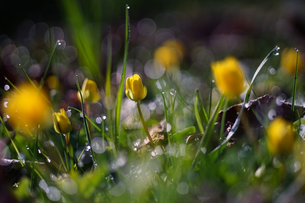 yellow flowers