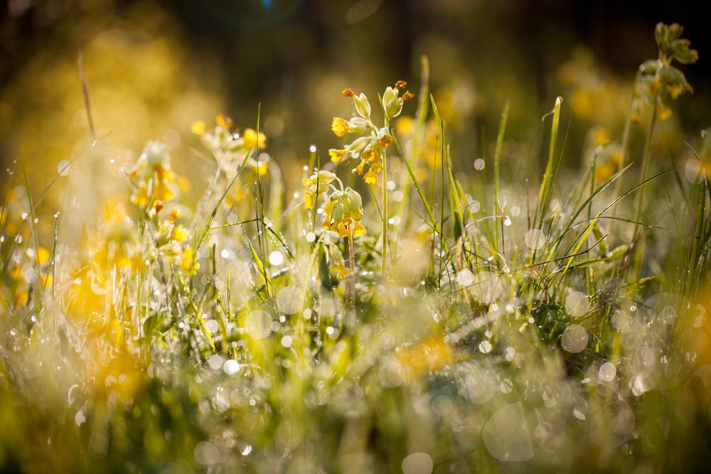 yellow cowslip primroses