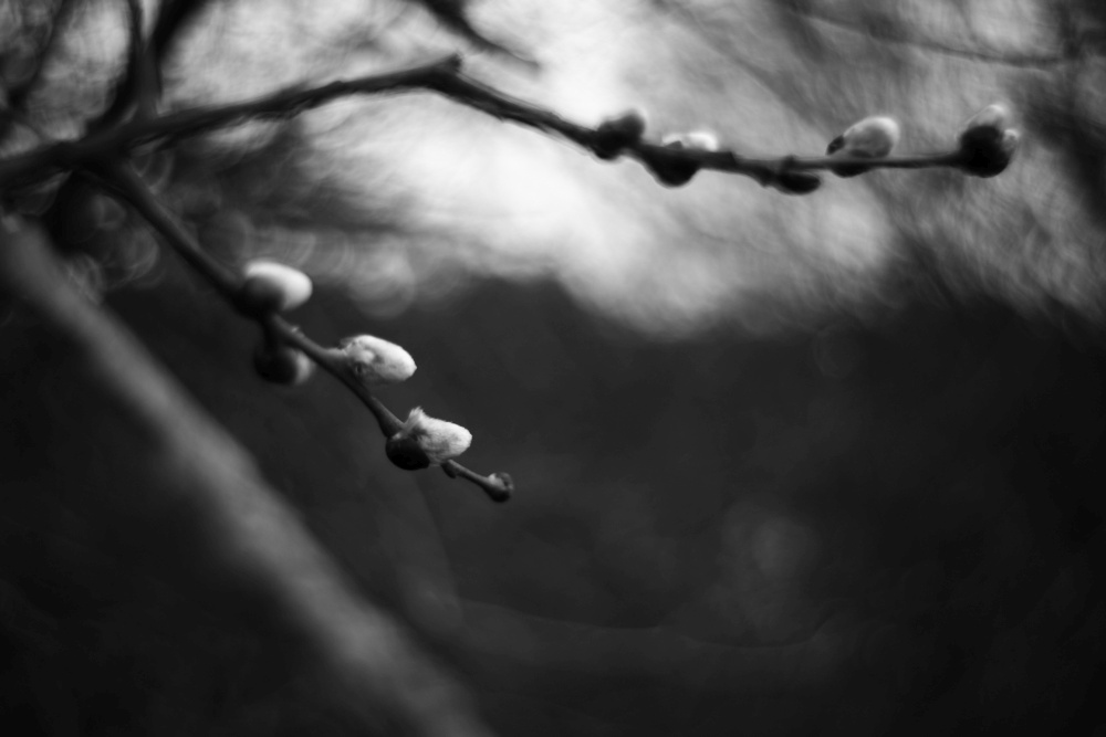 winter willow catkin