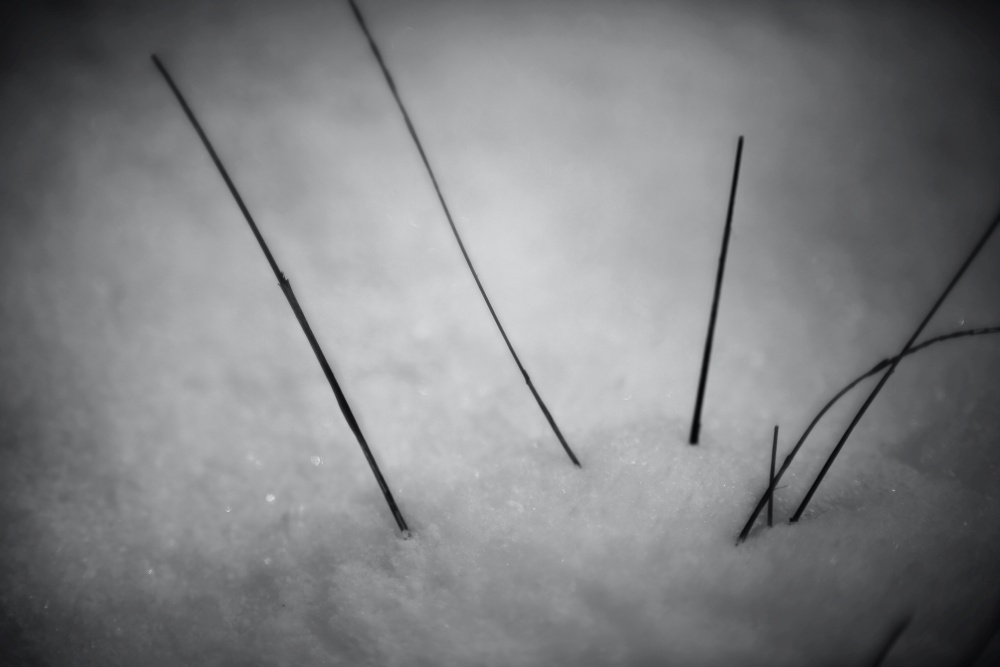 winter grass