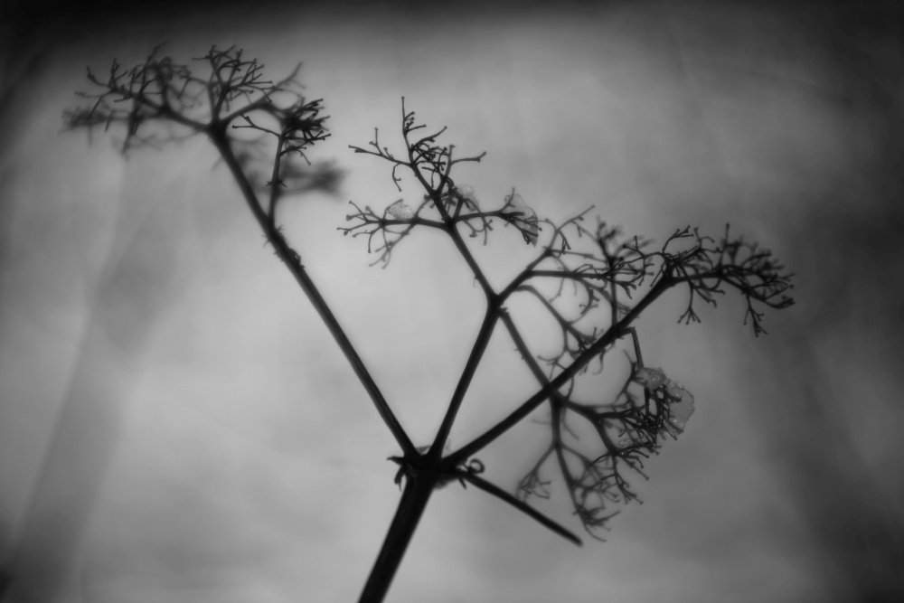 winter branches