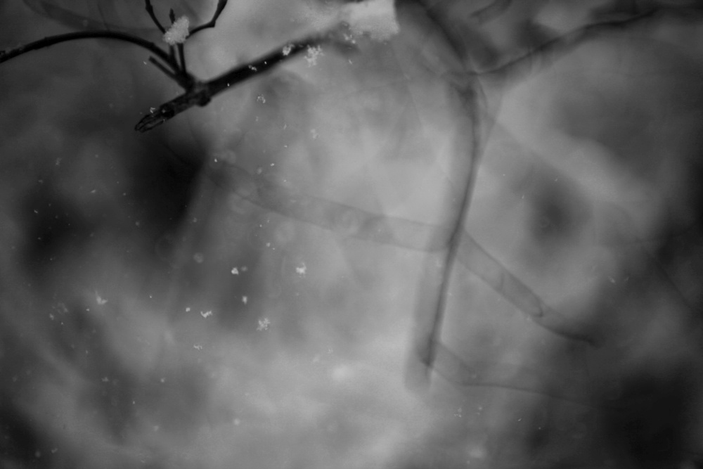 winter snowflakes