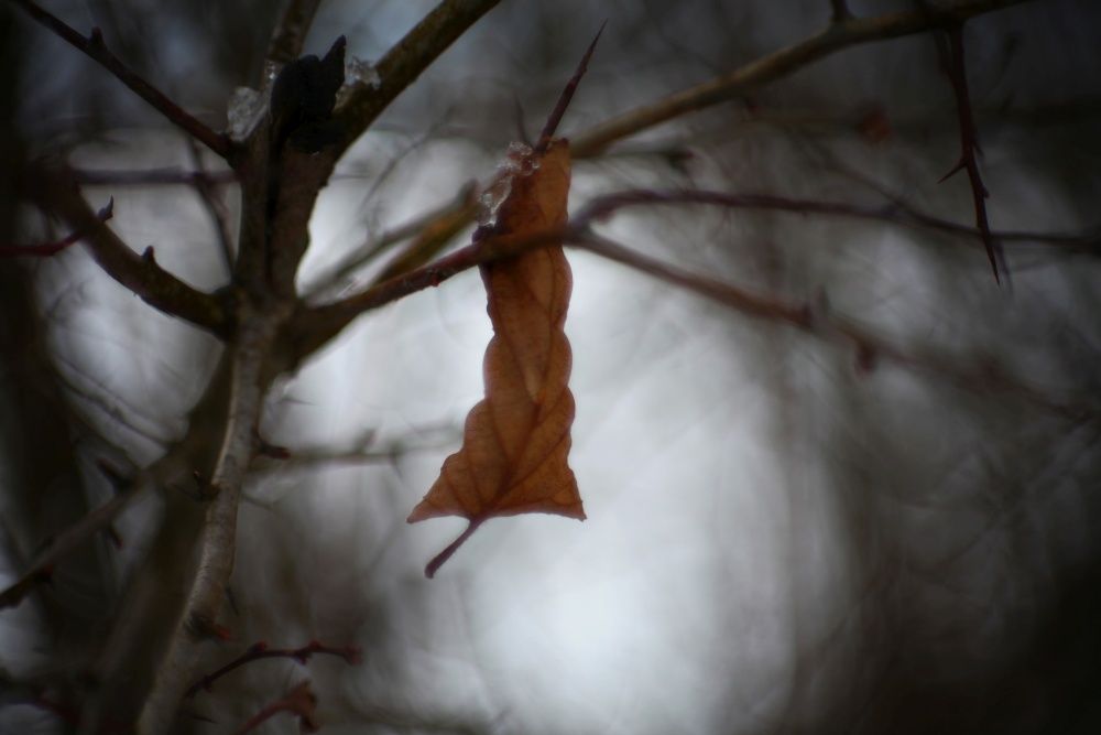 winter leaf