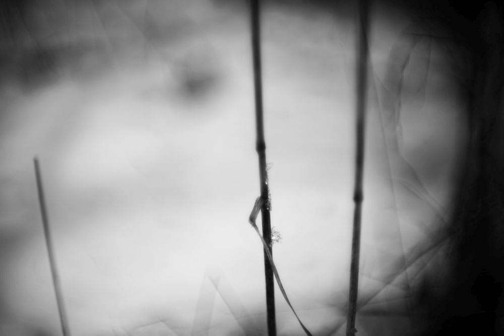 winter blade of grass