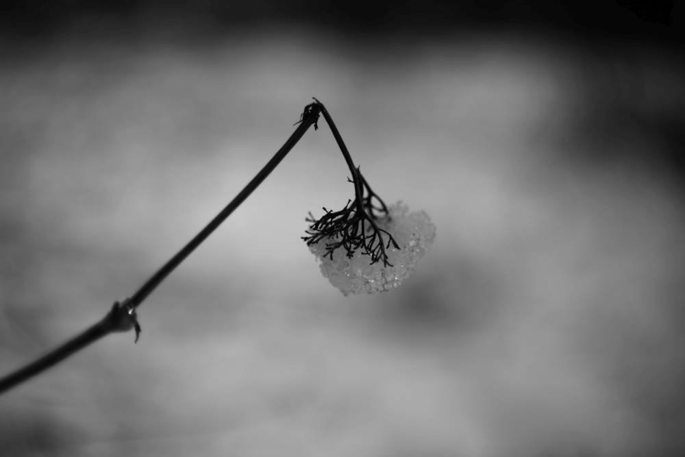 winter ice
